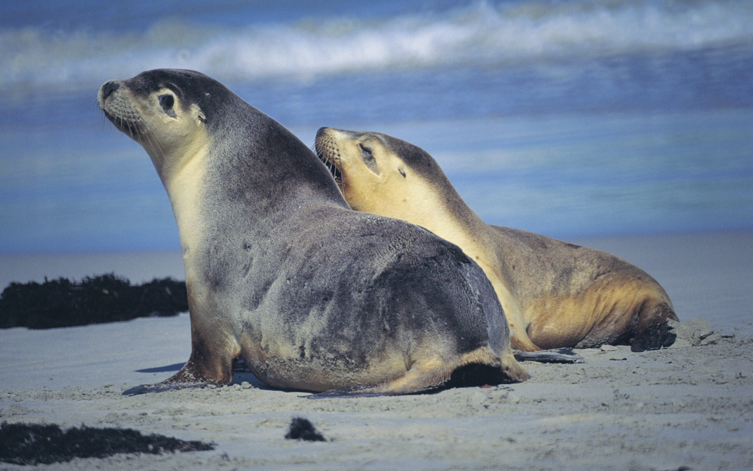Australian Sea Lion